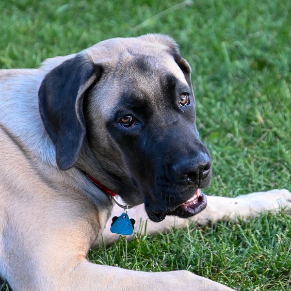 Dog laying in grass