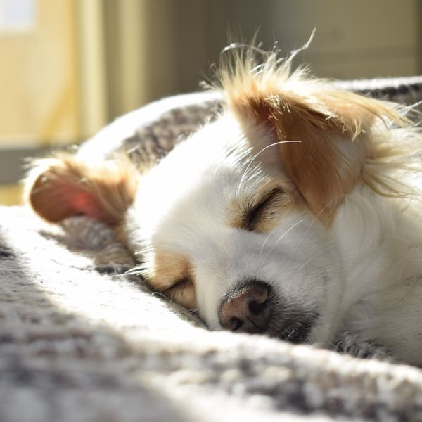 Sun shining through window onto a sleeping dog
