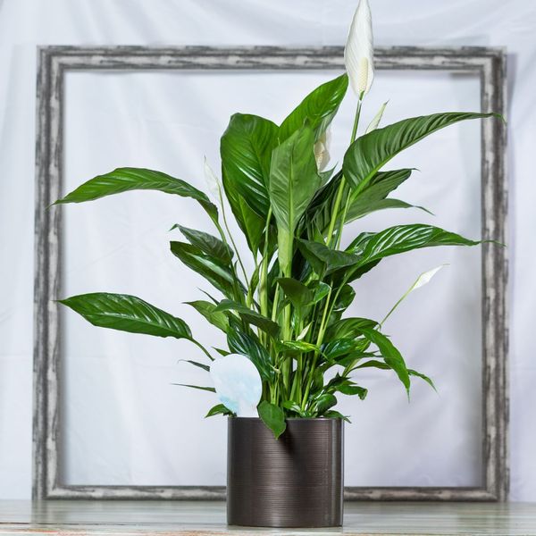 Peace Lily (Spathiphyllum).jpg