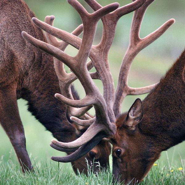 elk elk