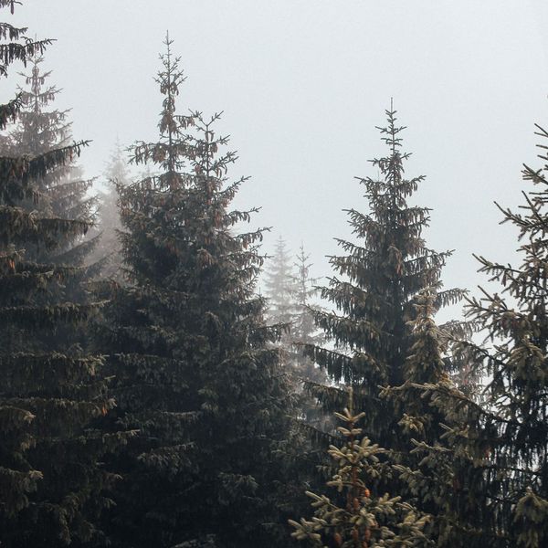 pine trees pine trees