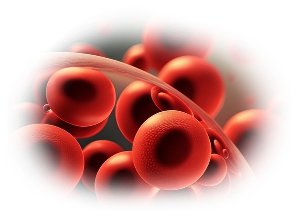 red blood cell