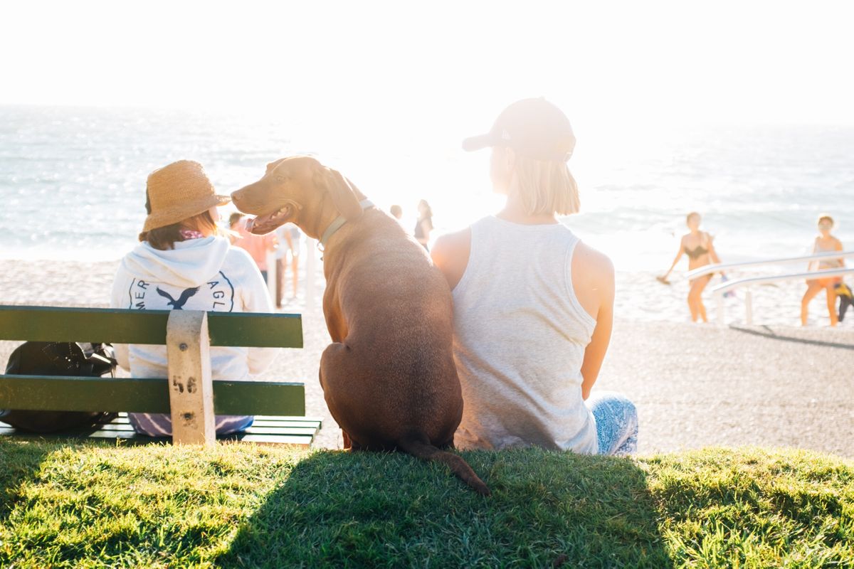 dog at beach.jpeg
