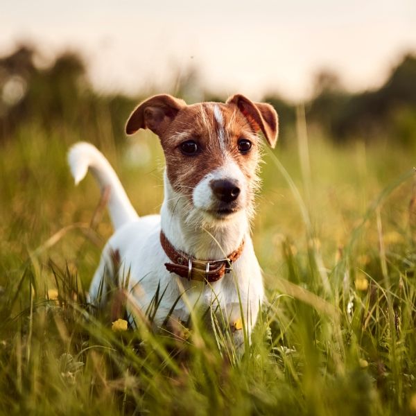 Dog standing in tall grass during a springtime walk