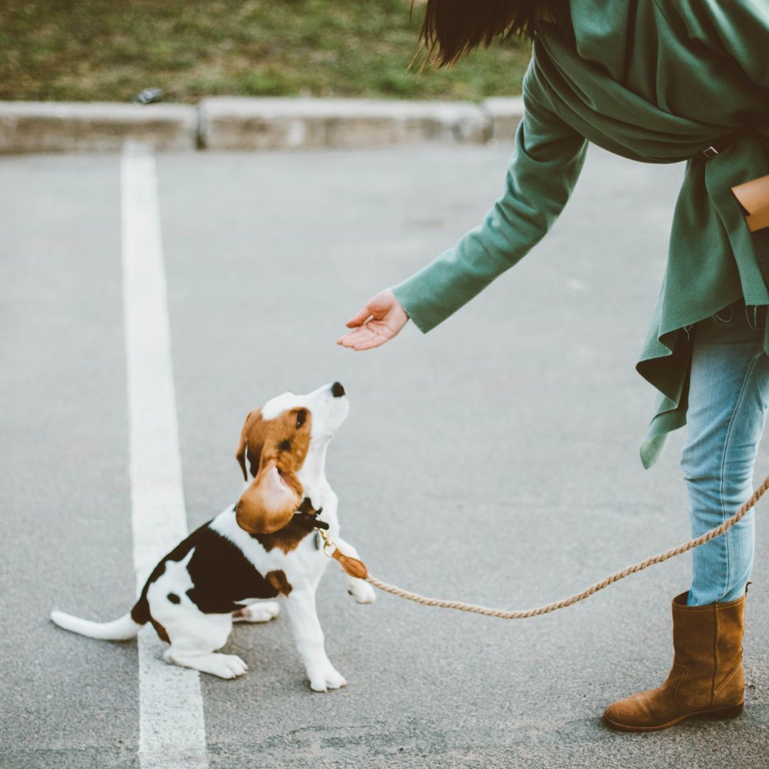 puppy working with owner