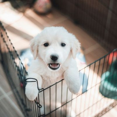 White puppy in a play area