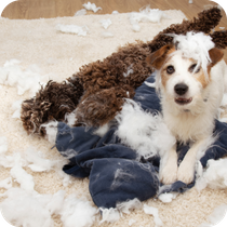 Two mischievous dogs tearing apart a couch in a living room