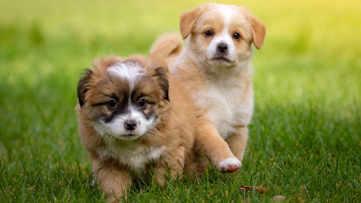 Choosing the Right Puppy – Two Puppies in the Grass