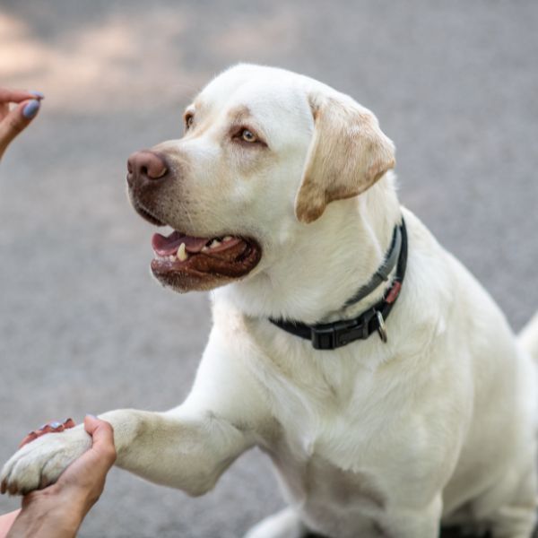 Lab shaking paws with a human