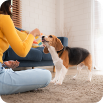Woman Gently Giving Treat to Dog While Sitting on Floor