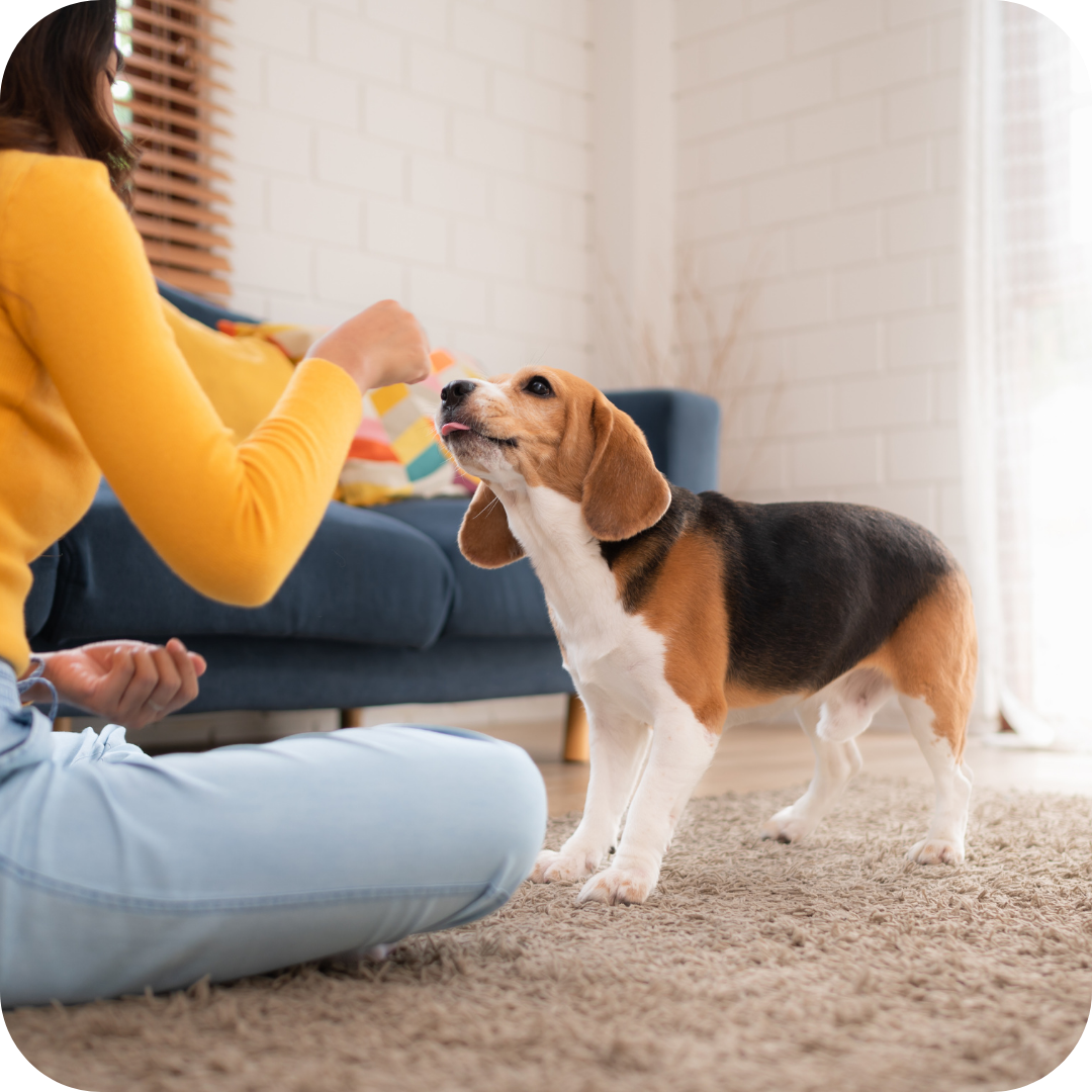 Woman Gently Giving Treat to Dog While Sitting on Floor