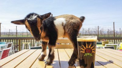 a little goat standing next to a glass of beer