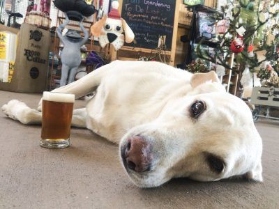 a dog laying down next to a glass of beer