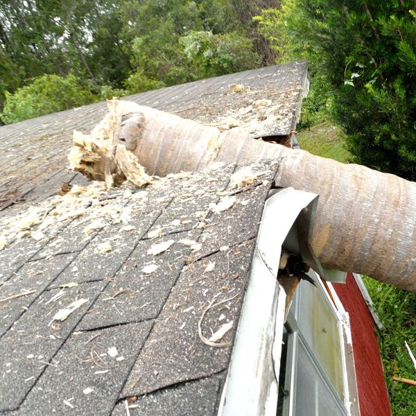 tree that fell on a roof