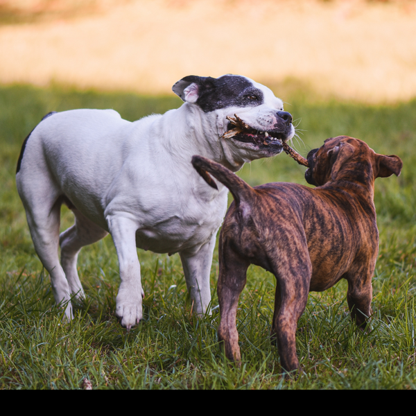 dogs playing.