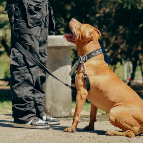 dog training. dog training.