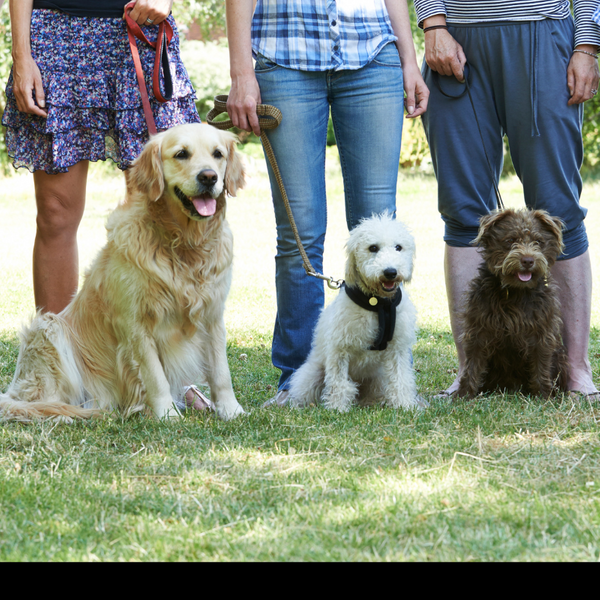 group dog training. group dog training.