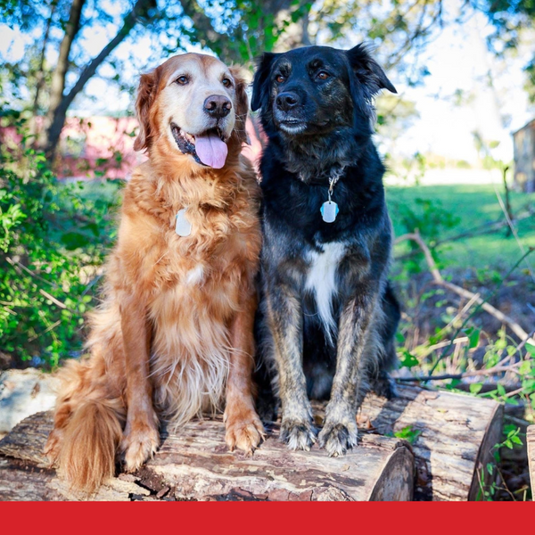 two dogs. two dogs.