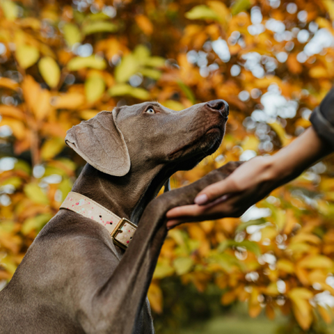 dog training. dog training.