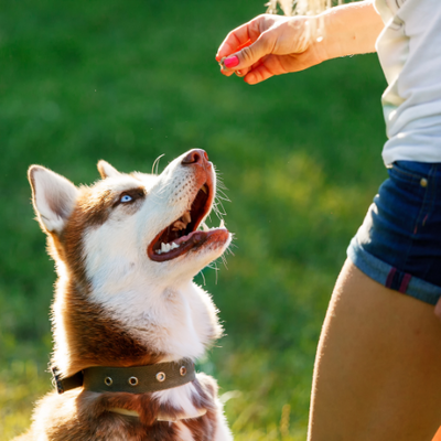 dog training. 