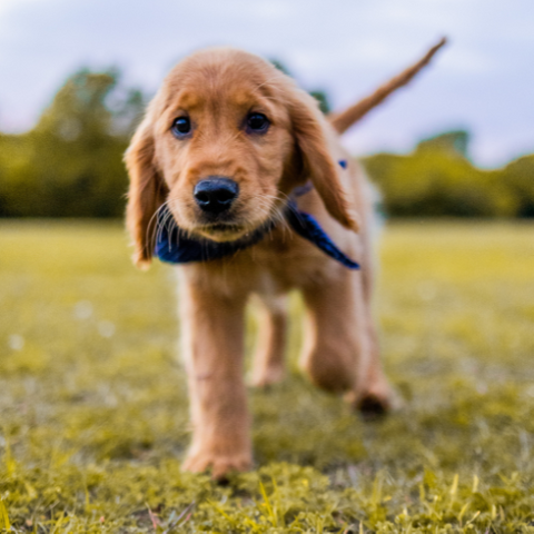 puppy.