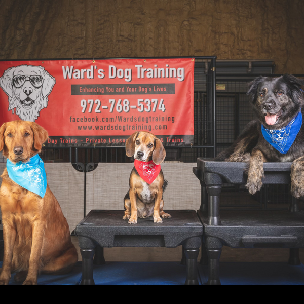three dogs. three dogs.