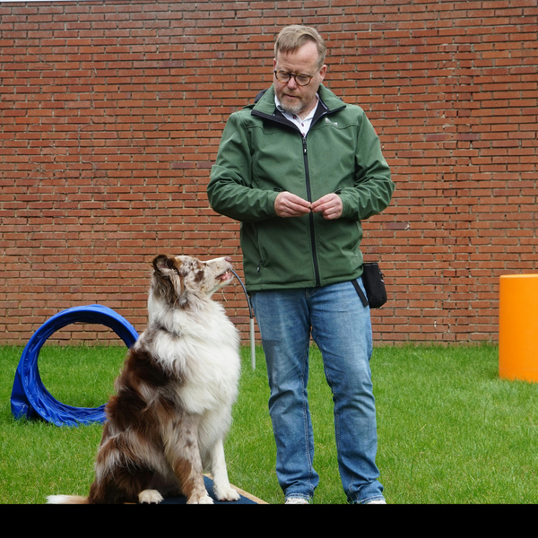 dog training. dog training.
