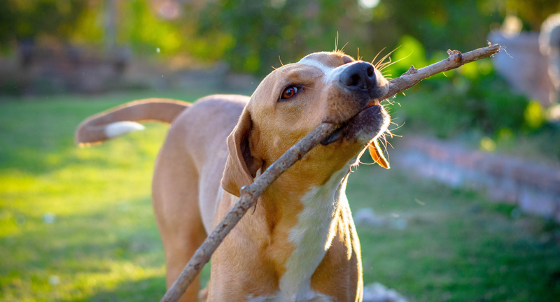How to Choose the Right Dog Trainer for Your Needs.png