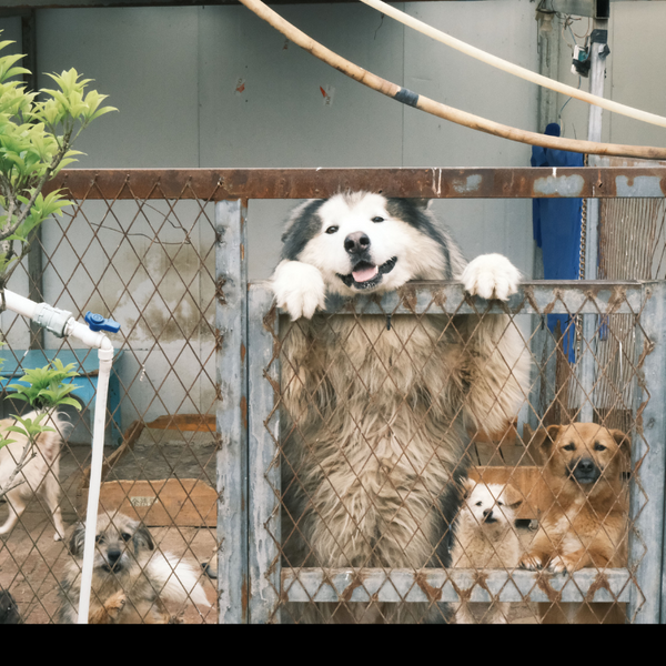 dog boarding.