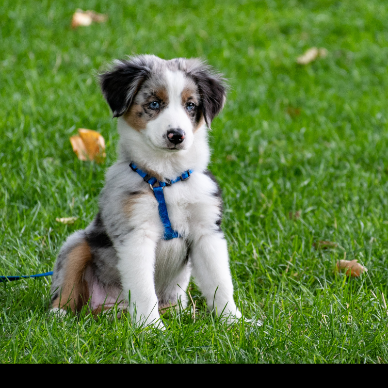puppy. 