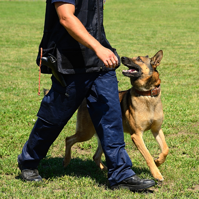 dog training. 