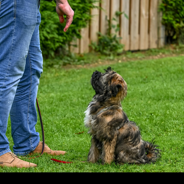 dog training.