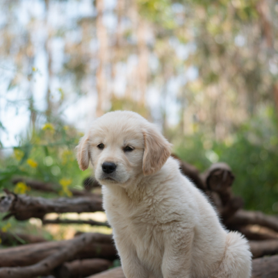 puppy. 