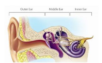 ear-anatomy-606decb293d97.jpg