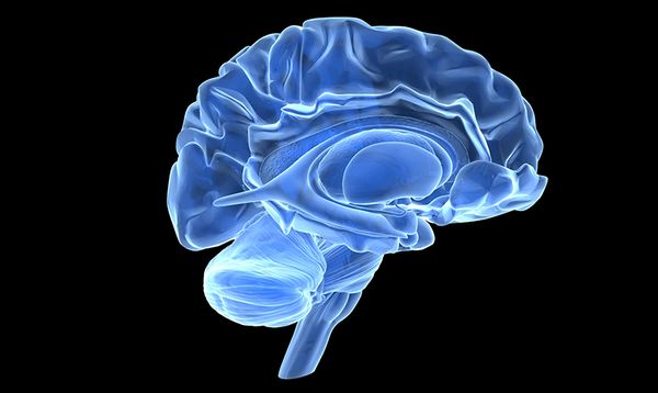 brain-606df1fea4858.jpg