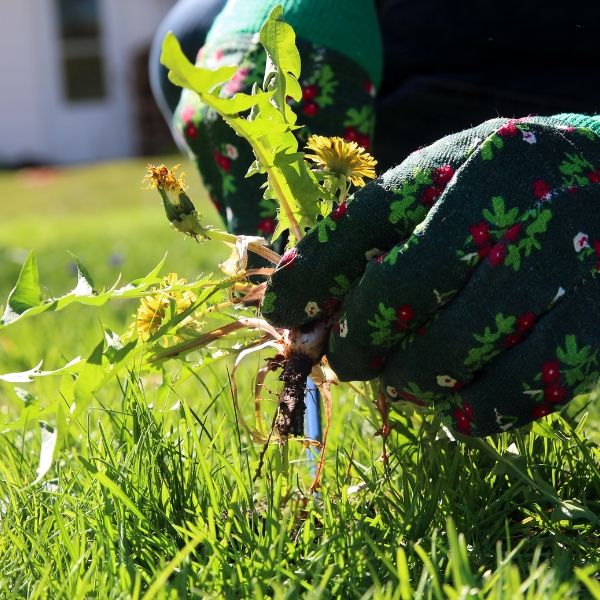 Gloved hand picking weeds