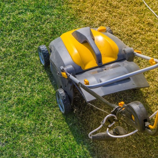 Yellow lawn turning green