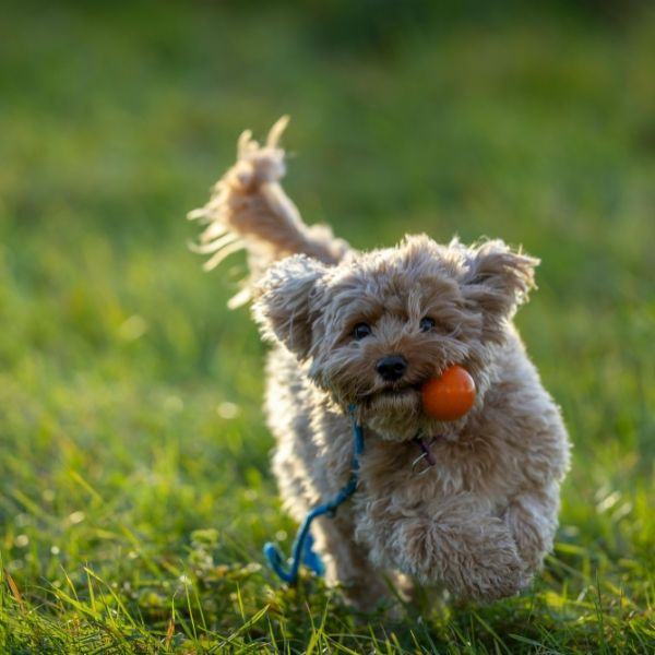 Dog fetching a toy