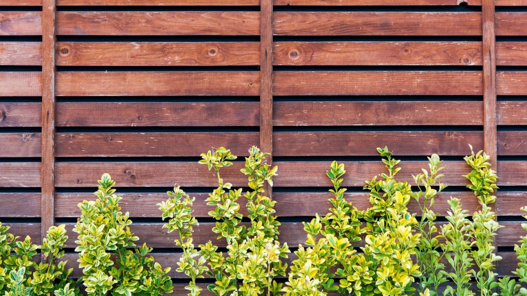 Wooden fencing with green leafy plants growing along it