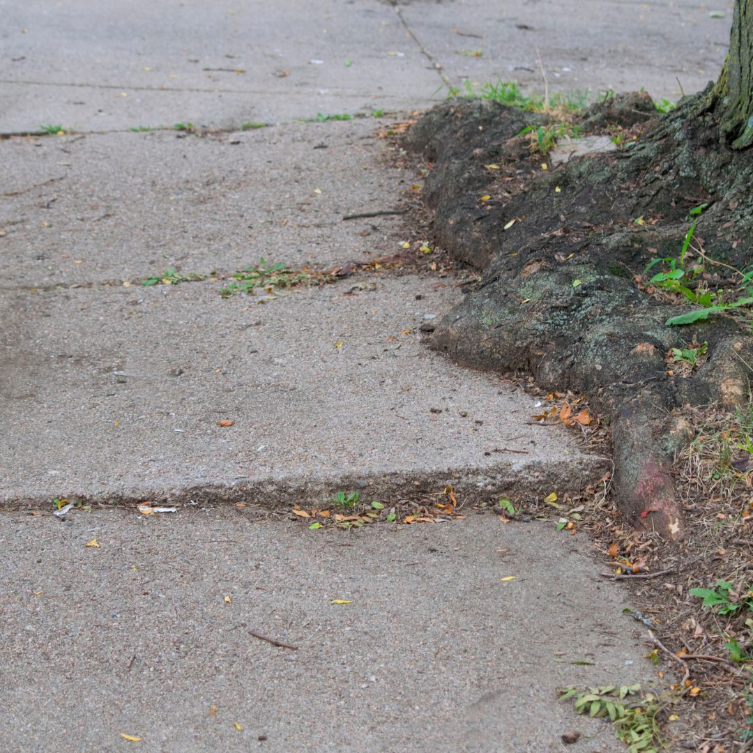 tree roots sinking concrete