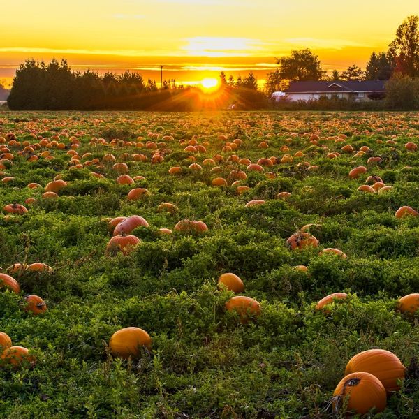 Discover the Magic of Our Family-Friendly Pumpkin Patch - Image 2.jpg