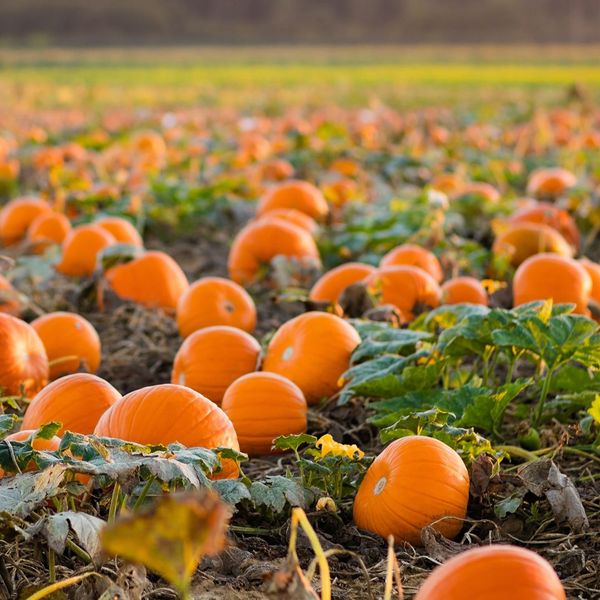 pumpkin patch