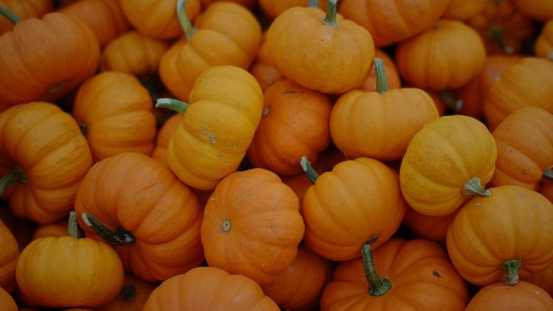 Discover the Magic of Our Family-Friendly Pumpkin Patch.jpg