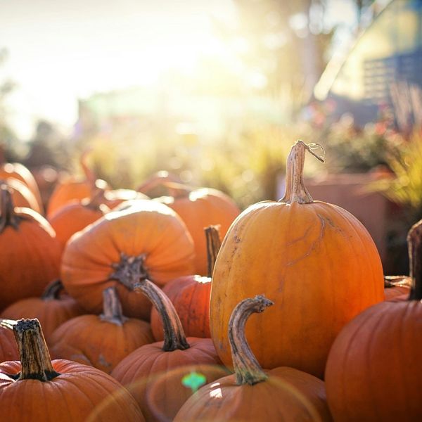 Discover the Magic of Our Family-Friendly Pumpkin Patch - Image 4.jpg