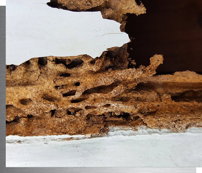 house damaged by termites
