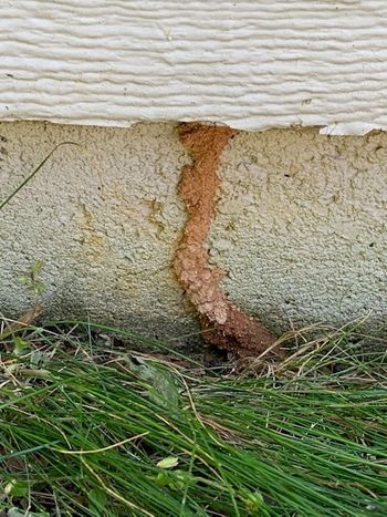 Termite Tunnel on a Foundation