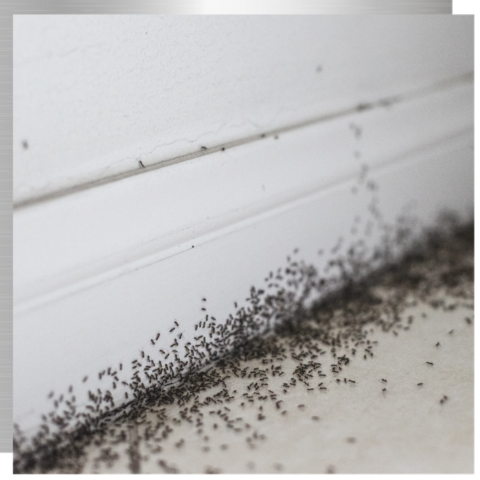 Ants in a home