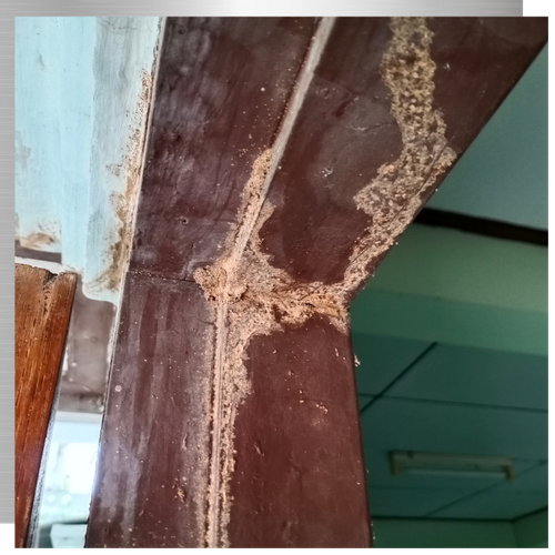 Termite Treatment (2).png