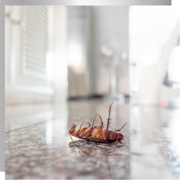 Dead cockroach on floor