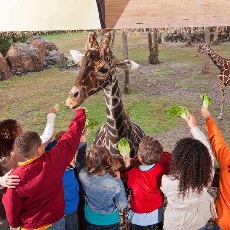 Children feeding a giraffe. 